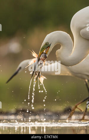 Silberreiher (Ardea Alba) zwei Fische fangen Seidenreiher (Egretta Garzetta) im Hintergrund Stockfoto