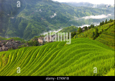 Longji Reisterrassen auf des Drachens Rückgrat, China. Stockfoto