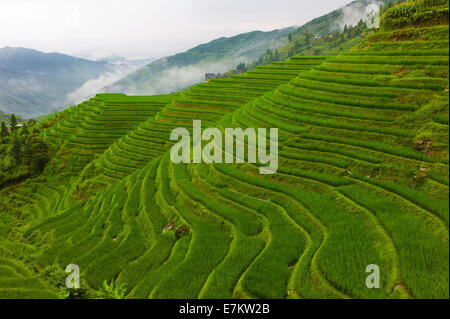 Longji Reisterrassen auf des Drachens Rückgrat, China. Stockfoto