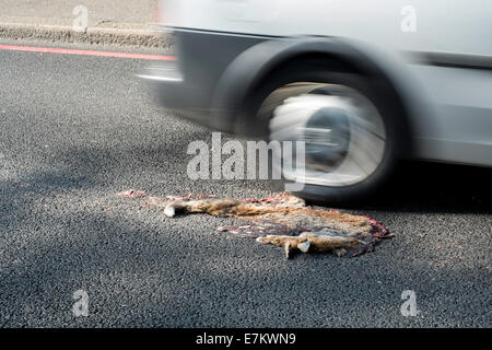 Toten Fuchs überfahren ein Auto London, Vereinigtes Königreich Stockfoto