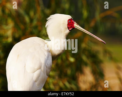 Löffler in einem Wald thront in einem Baum Stockfoto