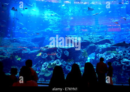 Emiratische Frauen stehen vor dem Aquarium in der Dubai Mall, Dubai, Vereinigte Arabische Emirate Stockfoto