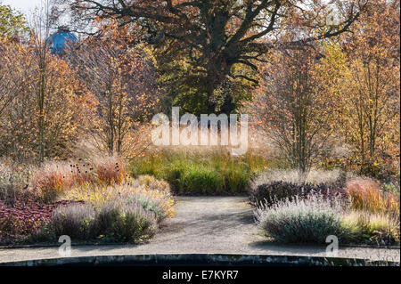 Scampston Walled Garden, Yorkshire, Großbritannien, entworfen von Piet Oudolf. Katsura Bäume bieten einen reichen Duft im Herbst Stockfoto