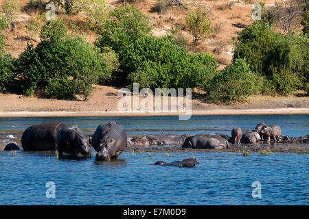 Von Victoria Falls ist möglich, die nahe gelegenen Botswana zu besuchen. Speziell im Chobe-Nationalpark. Flusspferde sind zum Beispiel oft sehen Stockfoto