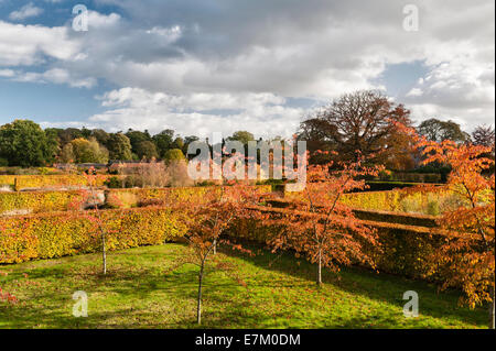 Scampston Walled Garden, Yorkshire, entworfen von Piet Oudolf. Die Buchenhecken sind spektakulär im Herbst Stockfoto