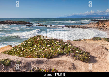 Wildblumen am Bean Hollow State Beach, Kalifornien, USA. Stockfoto