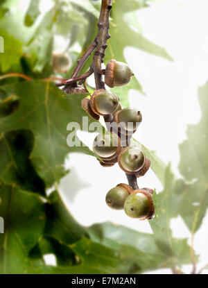 Gruppen von Hutmuttern auf Zweig mit Blättern und high-Key-Licht im Hintergrund. Vertikale Farbfoto Stockfoto