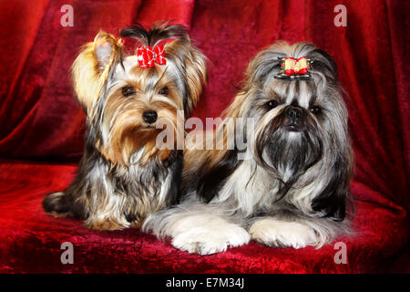 Zwei Hunde. Zwei kleine Hunde mit langen Wolle auf einem roten Hintergrund. Stockfoto