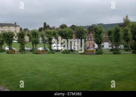 Reihe von Linden auf dem Grün in Marlborough in Wiltshire Stockfoto