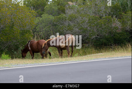 Assateague Ponys Stockfoto