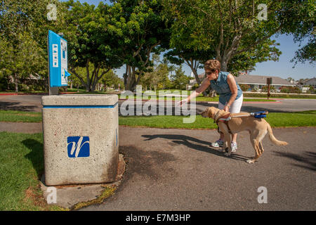 Spaziergang in einem Park in einem Vorort Irvine, CA, eine blinde Frau leitet ihre gelben Labrador Retriever zu einem Wahrzeichen "Locator"--ein Stockfoto