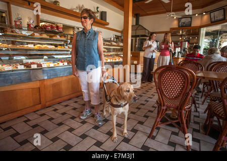 Angeführt von ihrem gelben Labrador Retriever Blindenhund, eine blinde Frau besucht ein Restaurant in einem Vorort Irvine, CA. Blindenhunde in Restaurants gesetzlich erlaubt sind. Beachten Sie die speziellen Gurt. Stockfoto