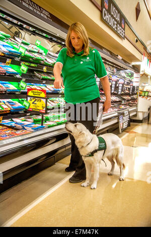 Ein professionellen Guide Hundetrainer nimmt ein Welpe "Schüler" zu einem Supermarkt in Irvine, CA, zu lehren, das Tier nicht mit Essen riecht abgelenkt werden. Hinweis spezielle Jacke auf Hund Stockfoto