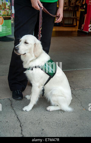Ein professionellen Guide Hundetrainer nimmt ein Welpe "Schüler" zu einem Supermarkt in Irvine, CA, zu lehren, das Tier nicht mit Essen riecht abgelenkt werden. Hinweis spezielle Jacke auf Hund Stockfoto