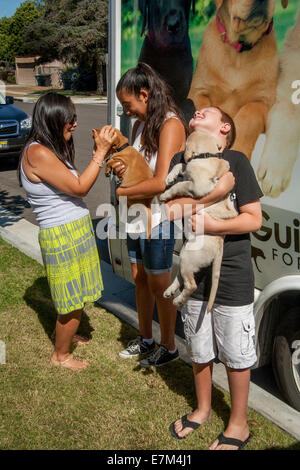 Ein "Welpen-Truck" von Guide Dogs for the Blind in Kalifornien liefert einen reinrassigen Labrador Welpen an einen glücklichen Adoptiveltern Besitzer in Midway City, CA. Nach 15 Monaten sind die Hunde für Abschlusstraining als Blindenhunde zurückgegeben. Stockfoto