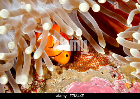 Clown Anemonenfischen Amphiprion Percula tendenziell Eiablage an der Basis des Wirtes prächtigen Anemone, Heteractis Magnifica. Stockfoto