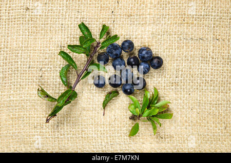 Schlehe oder Blackthorn Beeren mit grünen Blättern auf eine Oberfläche, Sackleinen Stockfoto