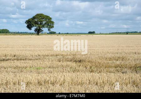 Stoppelfeld mit einem einsamen Baum im Herbst in einer ländlichen Landschaft Stockfoto