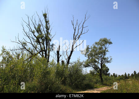 Verdorrten Baum auf der Spur Stockfoto