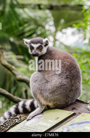 Katta im Fragile Wald Gehege im Zoo Singapur, Singapur Stockfoto