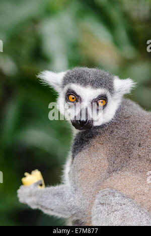 Katta im Fragile Wald Gehege im Zoo Singapur, Singapur Stockfoto