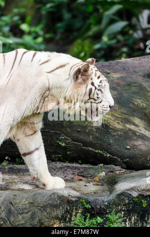 Einem weißen bengalischen Tiger Zoo Singapur, Singapur Stockfoto