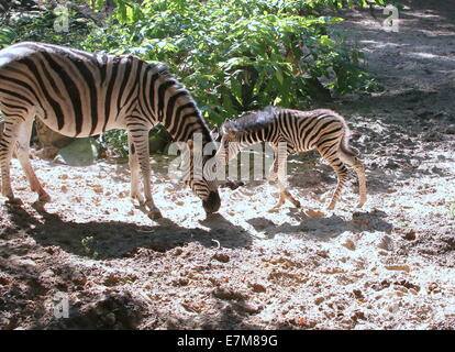 Einen Monat alt Chapman Zebra Fohlen (Equus Quagga Chapmani) zusammen mit ihrer Mutter in Rhenens Ouwehand Zoo Stockfoto