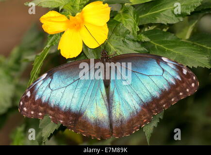 Tropical Blue Morpho (Morpho Peleides) aka Kaiser Schmetterling zeigt blauen inneren Flügel bei der Fütterung auf eine gelbe Blume Stockfoto