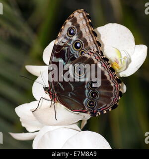 Tropical Blue Morpho (Morpho Peleides) auch bekannt als Kaiser Schmetterling Fütterung auf eine weiße Orchidee Blume Stockfoto