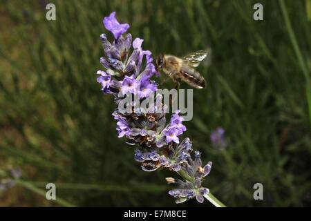 Biene auf Lavendel Stockfoto