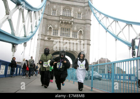 London, UK. 20. Sep, 2014. Die Teilnehmer laufen über die Tower Bridge während der 11. "Great Gorilla Run" in London, England am 20. September 2014. Hunderte von Menschen in Gorilla-Kostümen nahmen an der 8km Great Gorilla Run organisiert von der Gorilla-Organisation mit dem Ziel, Geld zu helfen, Leben zu retten und bewahren die Lebensräume des Gorillas in Afrika, die als bedrohte Art gelten. © Bimal Gautam/Xinhua/Alamy Live-Nachrichten Stockfoto