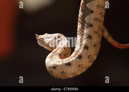 schöne Hornotter, erwachsenes Weibchen (Vipera Ammodytes) Stockfoto