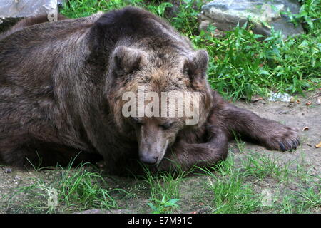 Nahaufnahme von einem faul eurasischen Braunbären in den großen Bären Wald im Ouwehands Dierenpark Rhenen, Niederlande Stockfoto