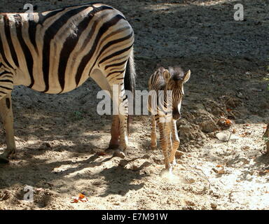 Einen Monat alt Chapman Zebra Fohlen (Equus Quagga Chapmani) zusammen mit ihrer Mutter in Rhenens Ouwehand Zoo Stockfoto