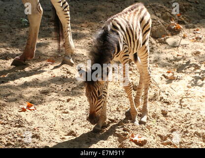 Einen Monat alt Chapman Zebra Fohlen (Equus Quagga Chapmani) Stockfoto