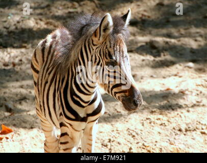 Einen Monat alt Chapman Zebra Fohlen (Equus Quagga Chapmani) Stockfoto