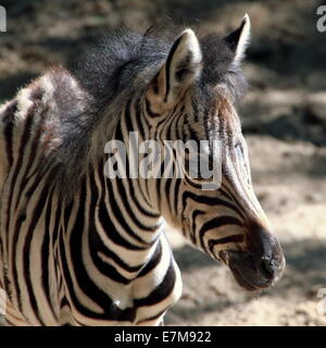 Einen Monat alt Chapman Zebra Fohlen (Equus Quagga Chapmani) Nahaufnahme Stockfoto