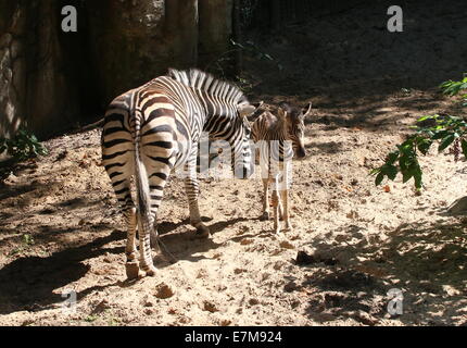 Einen Monat alt Chapman Zebra Fohlen (Equus Quagga Chapmani) zusammen mit ihrer Mutter in Rhenens Ouwehand Zoo Stockfoto