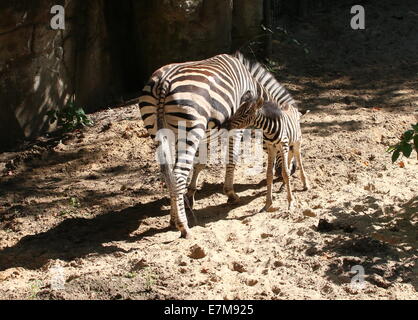 Einen Monat alt Chapman Zebra Fohlen (Equus Quagga Chapmani) zusammen mit ihrer Mutter in Rhenens Ouwehand Zoo Stockfoto