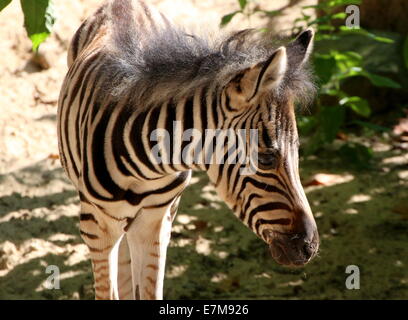 Einen Monat alt Chapman Zebra Fohlen (Equus Quagga Chapmani) in Nahaufnahme Stockfoto