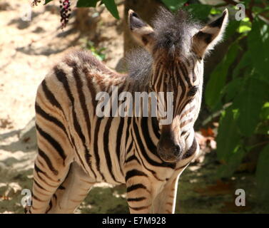 Einen Monat alt Chapman Zebra Fohlen (Equus Quagga Chapmani) in Nahaufnahme Stockfoto