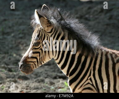 Einen Monat alt Chapman Zebra Fohlen (Equus Quagga Chapmani) im Profilbildnis Stockfoto