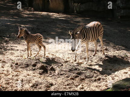 Einen Monat alt Chapman Zebra Fohlen (Equus Quagga Chapmani) zusammen mit ihrer Mutter in Rhenens Ouwehand Zoo Stockfoto