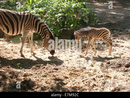 Einen Monat alt Chapman Zebra Fohlen (Equus Quagga Chapmani) zusammen mit ihrer Mutter in Rhenens Ouwehand Zoo Stockfoto