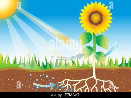 Sonnenblumenphotosynthese und Wasserabsorptionsprozess - Lehrdiagramm, das den Wachstumsprozess einer Sonnenblume veranschaulicht und die Photosynthese zeigt Stockfoto