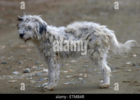 Porträt von einem streunenden Hund mit verfilzten Fell am Strand Stockfoto