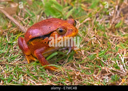 Ein Tomatenfrosch in Madagaskar Stockfoto