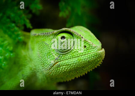 Tiere: junge grüne Kap Zwerg Chamäleon Bradypodion Pumilum, nachschlagen, close-up Portrait auf dunklem Hintergrund Stockfoto