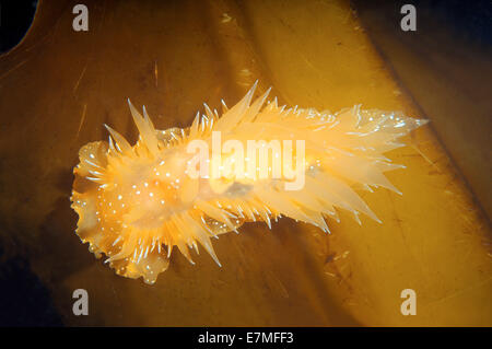 Nacktschnecken oder Sea Slug - goldene Diron (Dirona Aurantia) Meer von Japan, Rudnaya Pristan, Fernost, Primorsky Krai, Rußland Stockfoto