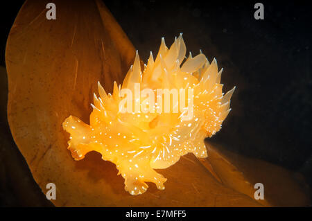 Nacktschnecken oder Sea Slug - goldene Diron (Dirona Aurantia) Meer von Japan, Rudnaya Pristan, Fernost, Primorsky Krai, Rußland Stockfoto